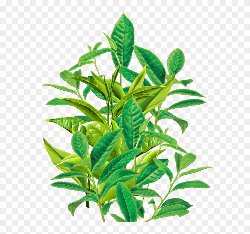 Eyo Green Eyo Green Bat Power Organi̇k Yarasa Gübresi̇ - Alvita Products, Inc. Tea, 95+% Organic, Green, Decaf, #1284775