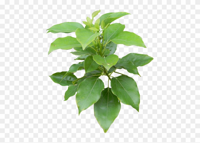Plant - - Herb #1284777
