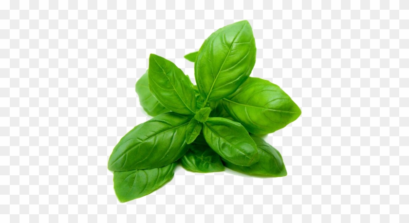 Basil Leaves - Basil Leaves #1284784