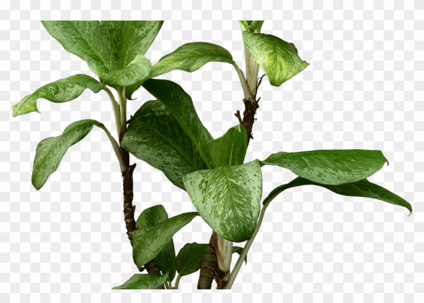 Devil's Ivy Houseplant Beautiful Transparent Plants - Harry Potter Magical Herbs And Fungi #1284787