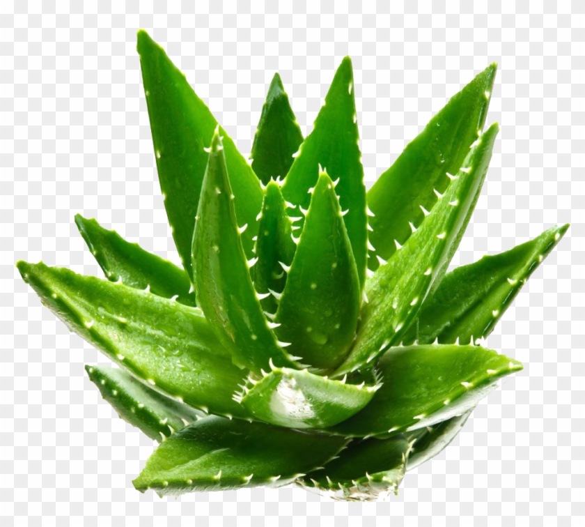 Aloe Vera Gel Aloin Euclidean Vector Green - Aloe Vera Transparent Png File #1284799