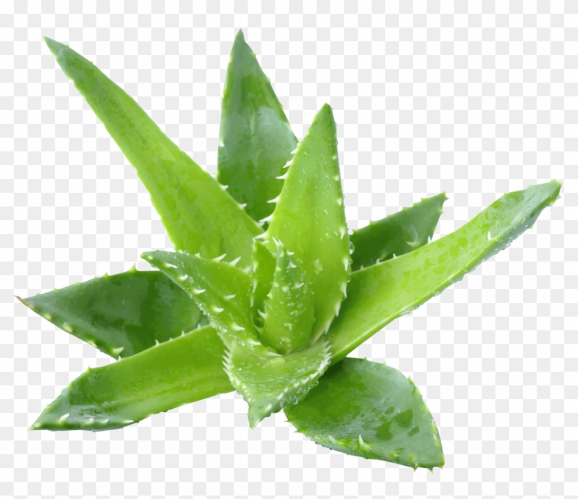 Aloe Vera Benefits - Aloe Amazing #1284809