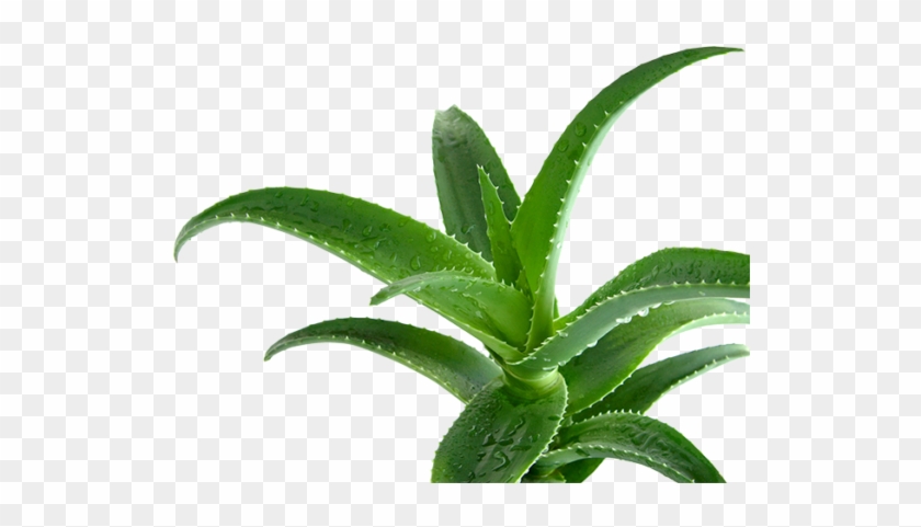 Aloe Ferox Muscle Gel - Aloe Ferox Png #1284813