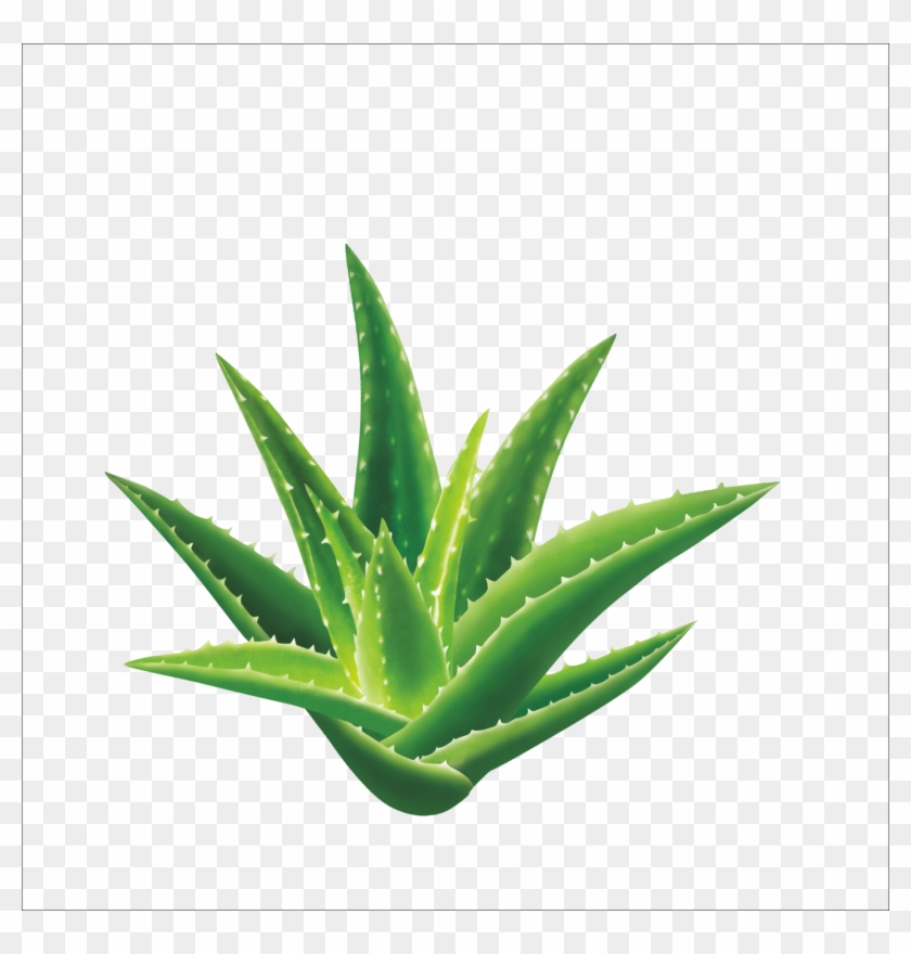 Aloe Vera Aloin Seed Gel Extract - Music Flowerpot,smart Plant Pots,touch Music Plant #1284819