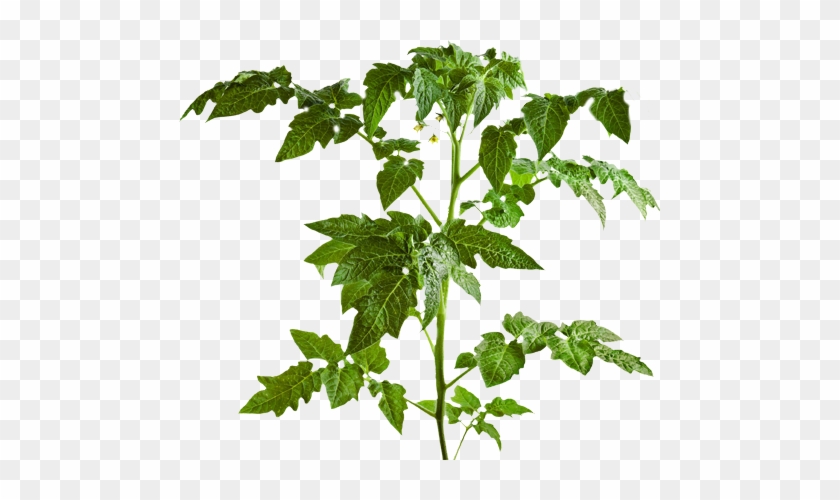 Houseplant Vine Ricoroots - Young Tomato Plant #1284822