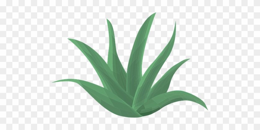 Aloe Vera Plant Green Aloe Vera Leaf Botan - Cute Aloe Vera Transparent #1284827
