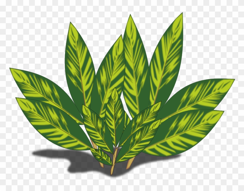 Medium Image - Alpinia #1284831