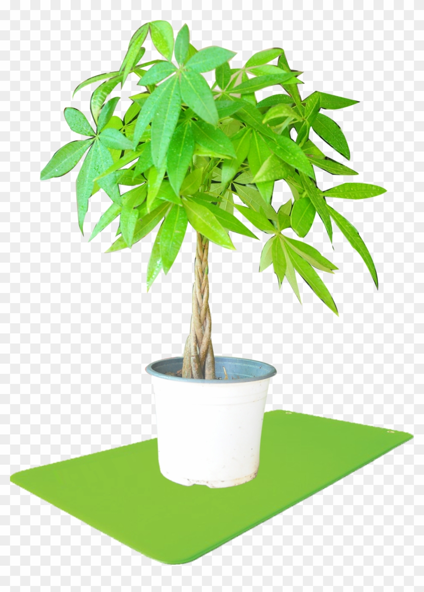 Sun - Houseplant #1284841