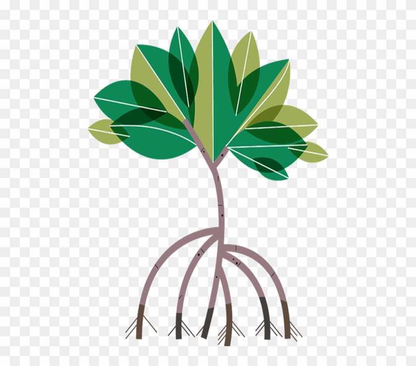 Consiga Un Reunion - Mangrove Tree Clipart #1284845