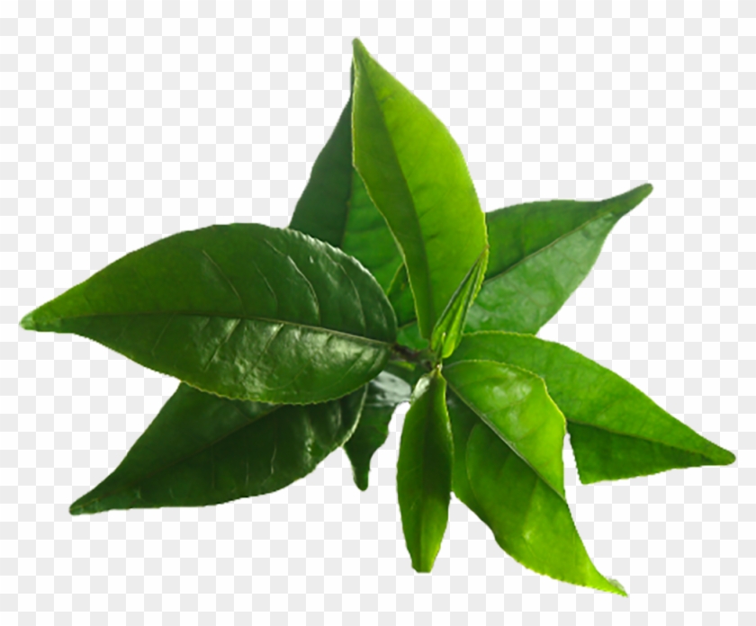 Image Result For Tea Tree - Benefits Of Green Tea #1284846