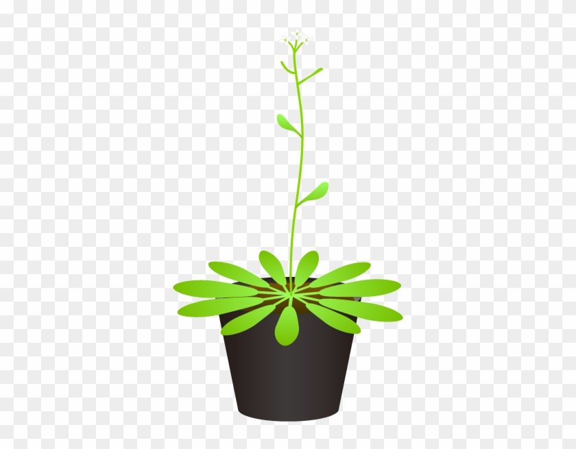 201108 Arabidopsis Thaliana - Flowerpot #1284848
