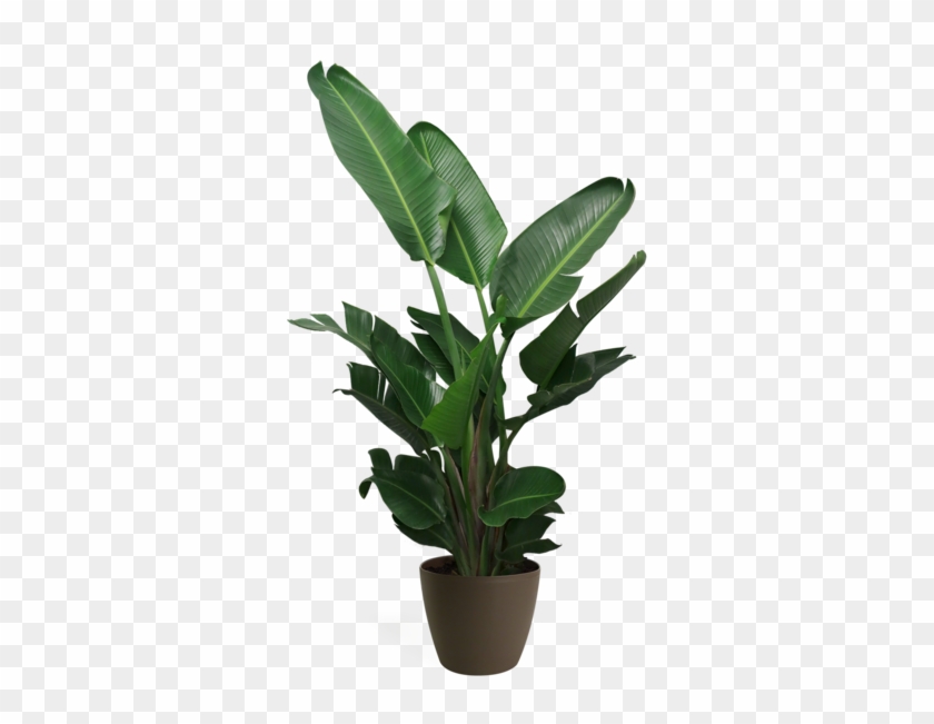 Bird-of-paradise #1284862