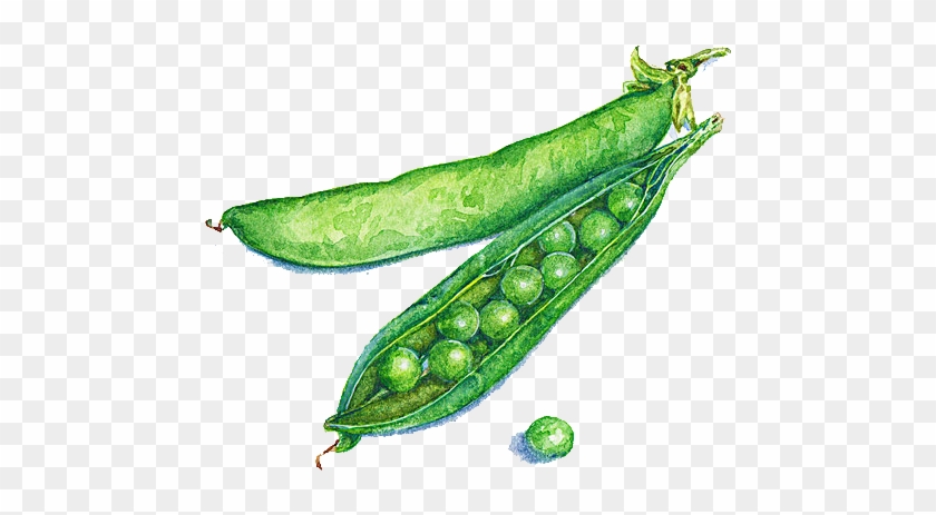 Pea Illustrator Watercolor Painting Food Illustration - Green Pea Watercolor Png #1284977