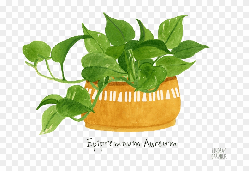 "epipremnum Aureum" Watercolor Painting For Flow Magazine - Houseplant #1284981
