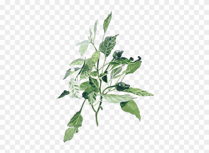 Watercolor Painting Illustration - Plants Painting Png #1284991