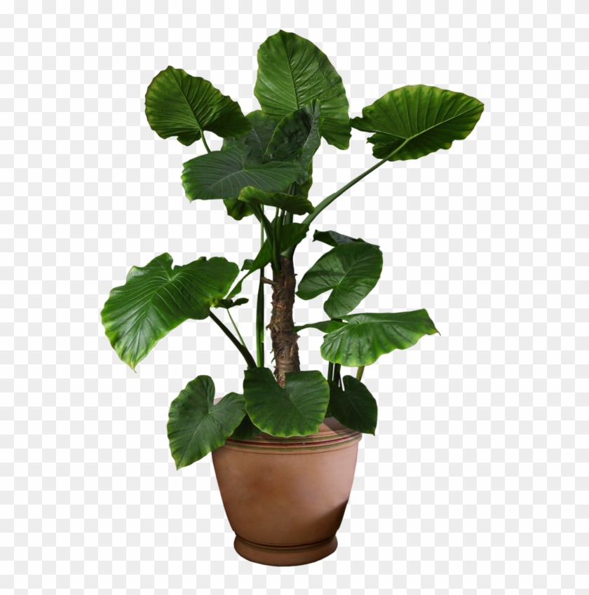 Plants Flower Portable Network Graphics Tree Psd - Fcowqkwazpls ...