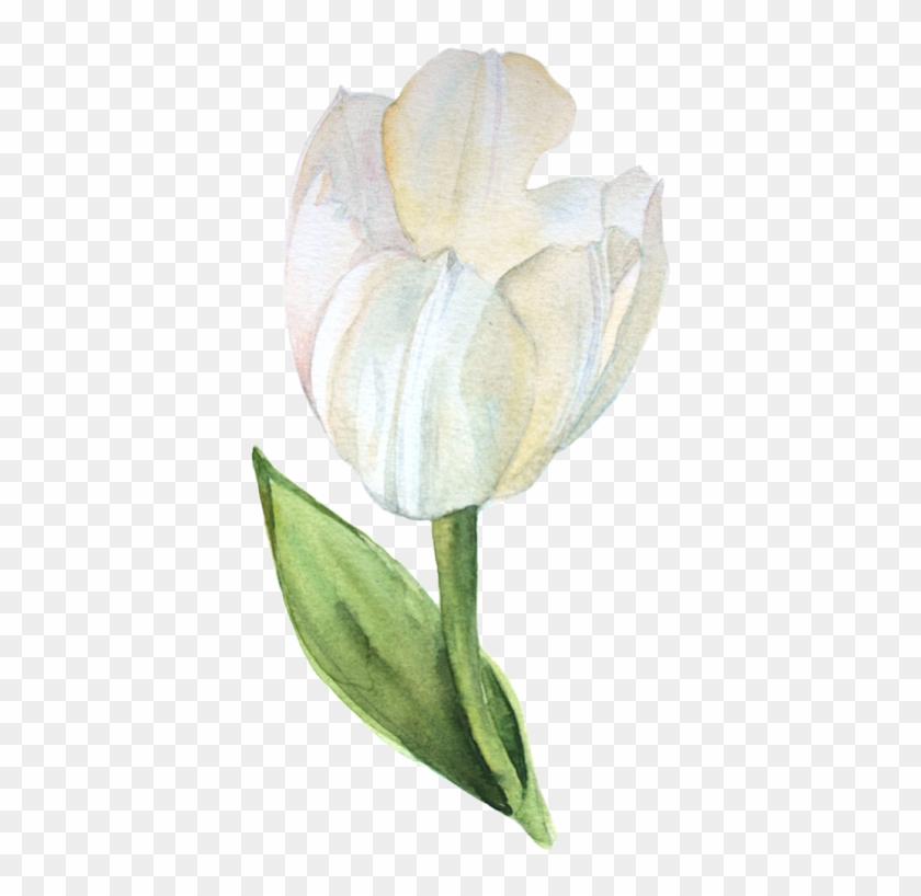 Watercolor Tulips - Watercolor Painting #1284999