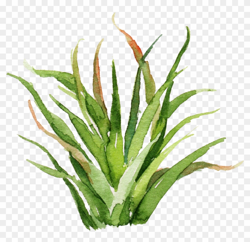 Cactaceae Watercolor Painting Wall Decal Poster - Helanthium Tenellum Broad Leaf #1285005