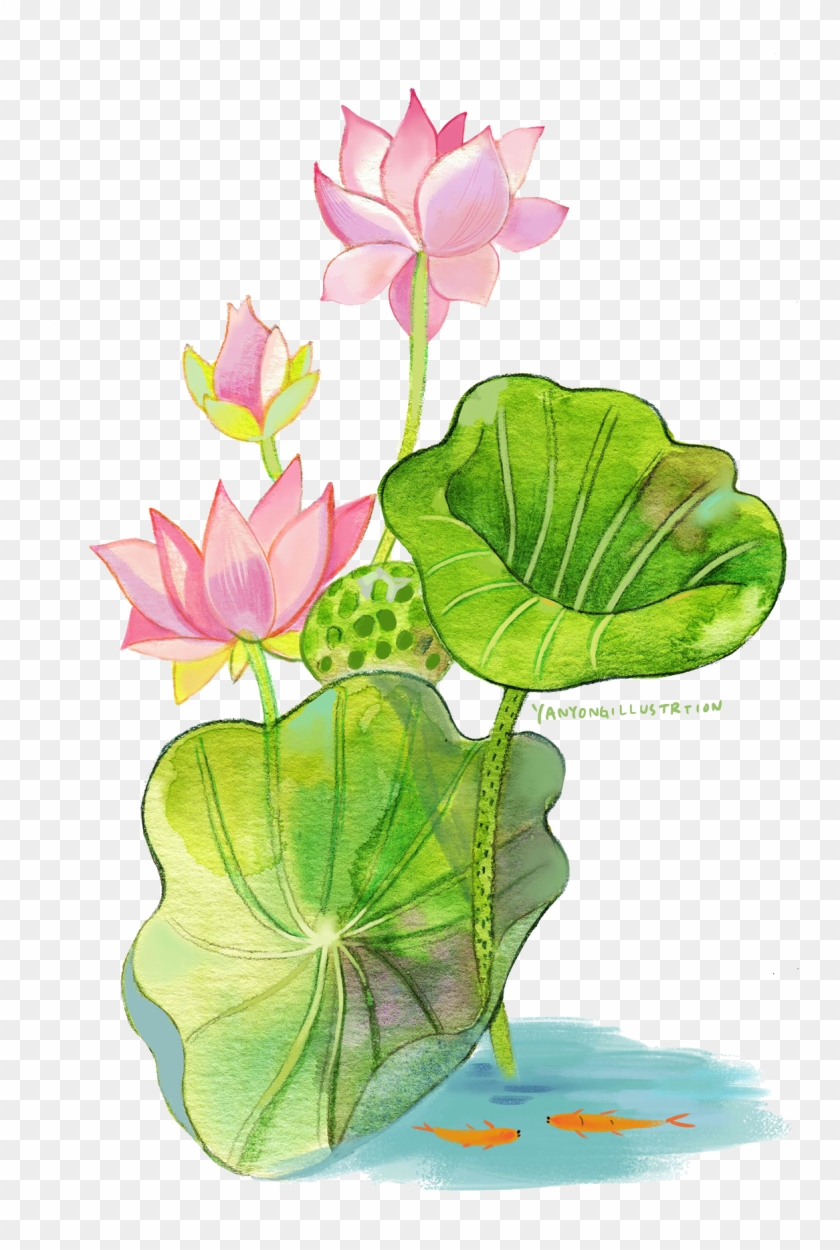 Watercolor Painting Nelumbo Nucifera - Sacred Lotus #1285022