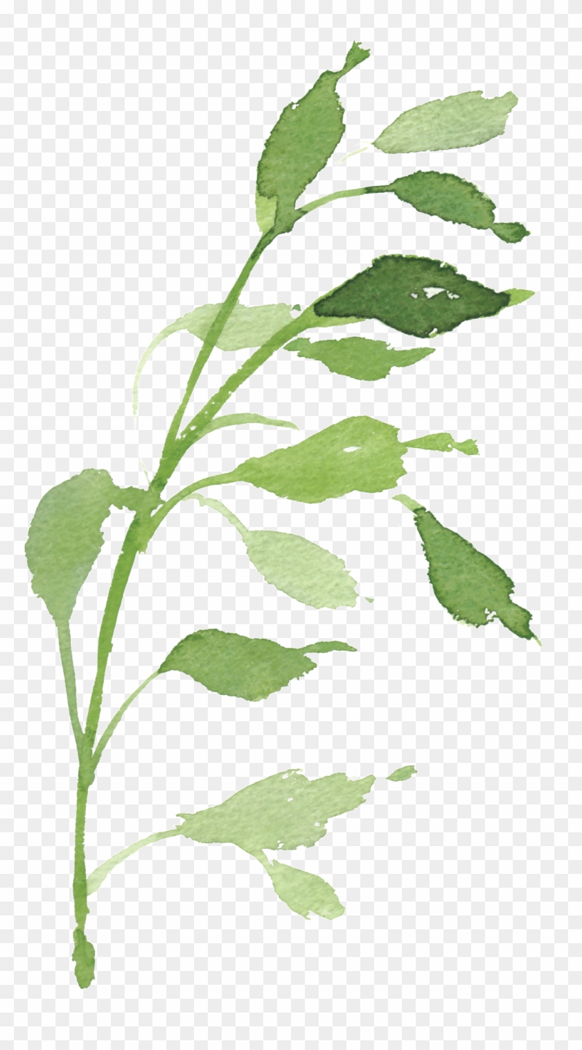 Watercolor Hand-painted Green Foliage Transparent Decorative - Macrocystis #1285057