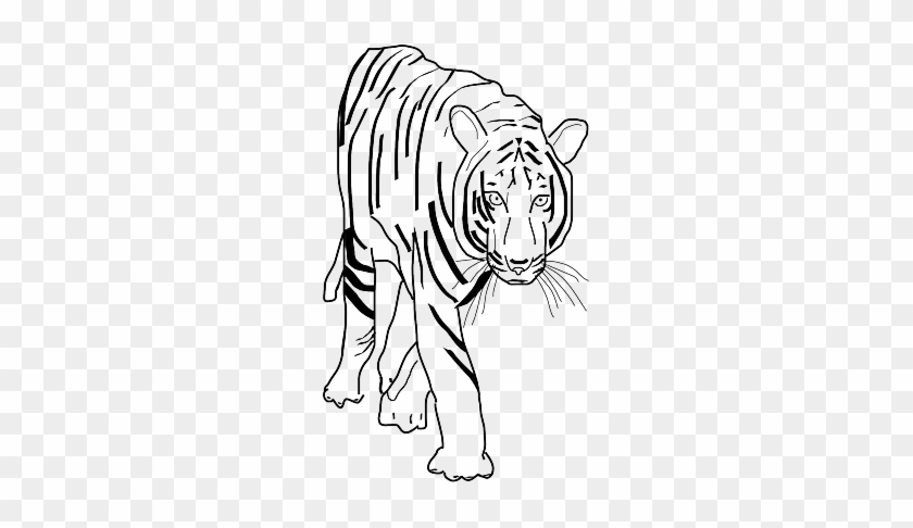 Animals, Park, Black, Africa, Outline, Drawing - Tiger Clipart #1285166