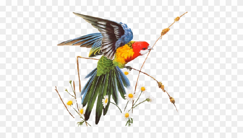 Parrot - Flying Eastern Rosella #1285205