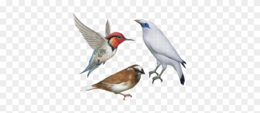 Mmarcia Gif Pássaros Birds - Birds Png #1285212