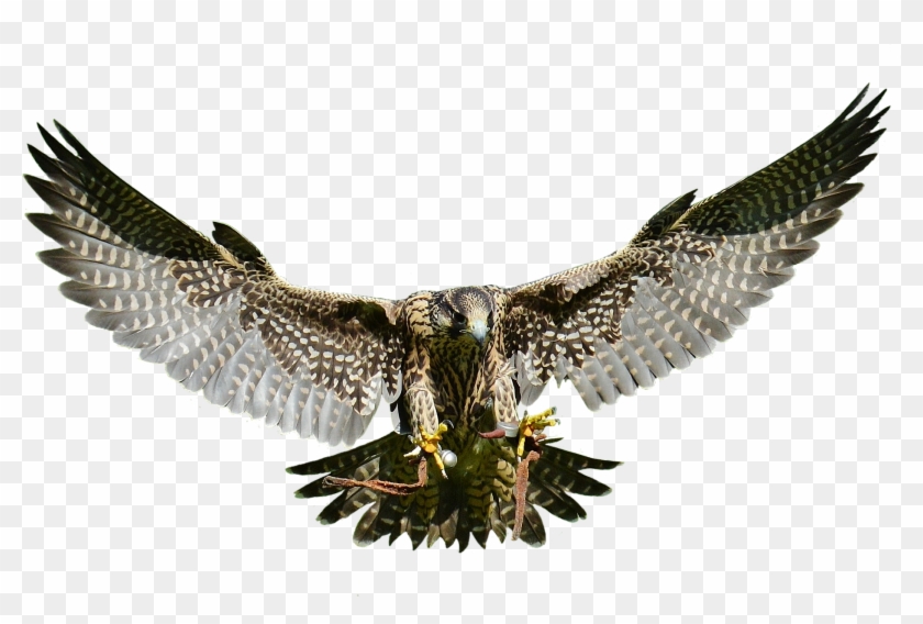 Swooping Falcon - Wild Animal Transparent Png #1285241