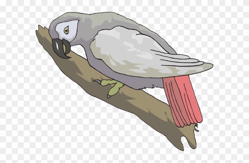 Free Parrot Clipart Png Parrot Icons Clip Arts Royalty - African Grey Parrot Clipart #1285334