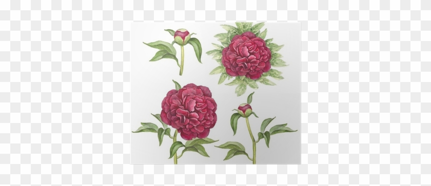 Watercolor Illustration Of Peony Flowers Poster • Pixers® - Lịch Tháng 8 2018 #1285454