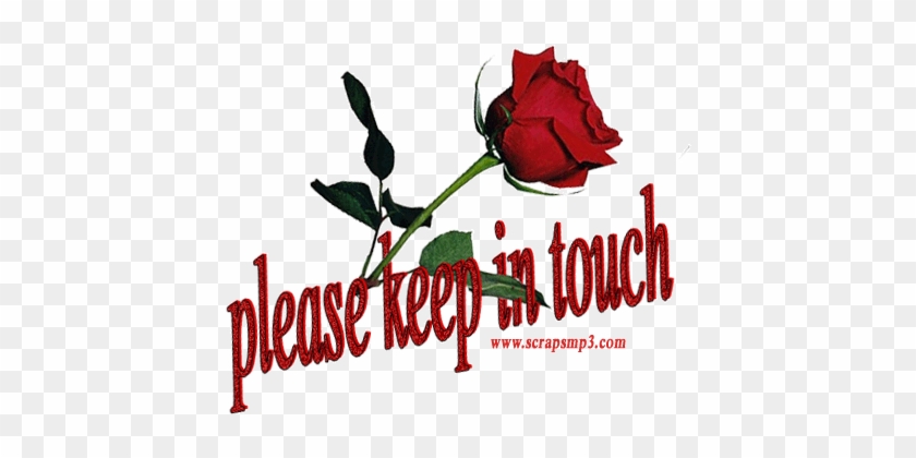 Please Keep In Touch Red Rose - Please Keep In Touch #1285682