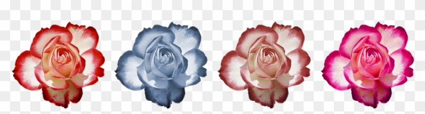 Rose, Flower, Rose Blooms, Beauty, Romantic, Fragrance - Deutsch Finnisch Bibel: Lutherbibel 1912 - Pyhä Raamattu #1285686