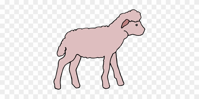 Pink, Lamb, Animal, Fluffy - Pink Lamb #1285909