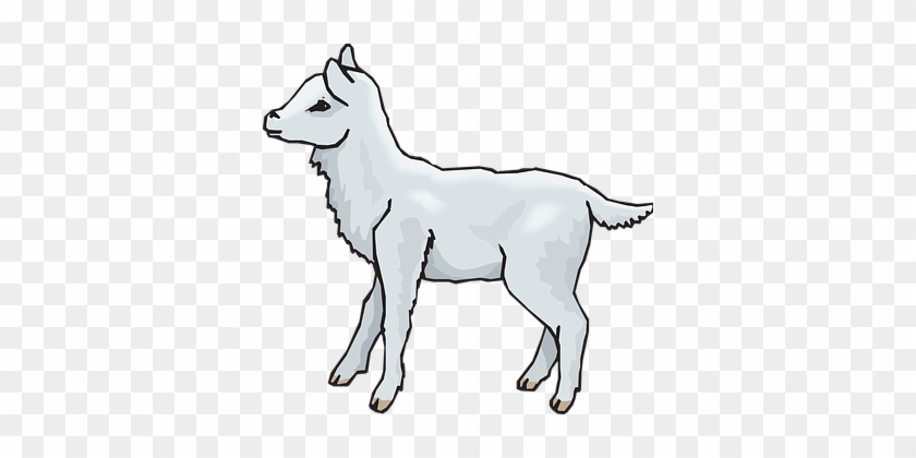 Gray Standing Lamb Animal Fluffy Lamb Lamb - Clipart Lamb #1285913