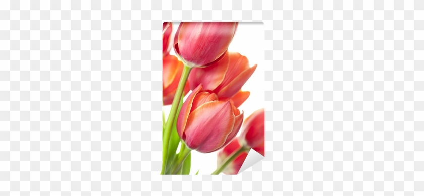 Carta Da Parati Fresh Tulipani Bella / Isolato Su Bianco - Tulip #1285965