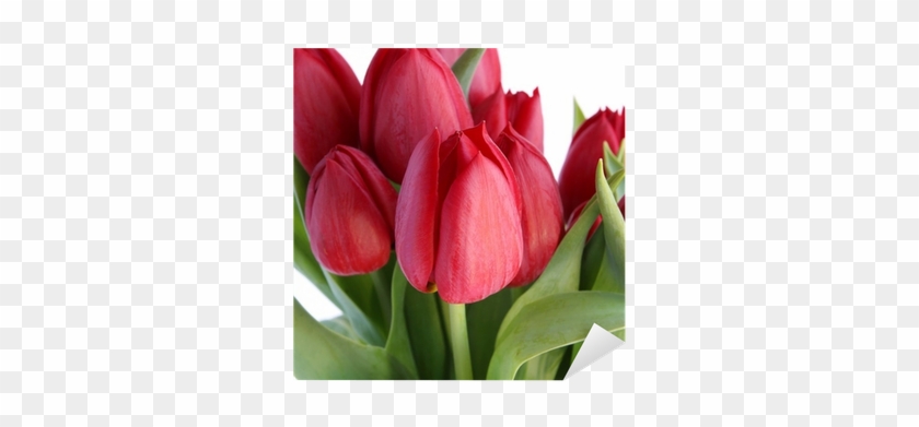 Vinilo Pixerstick Tulipanes Rojos Sobre Fondo Blanco - Sprenger's Tulip #1285967