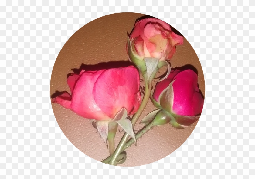 Common Peony #1286038