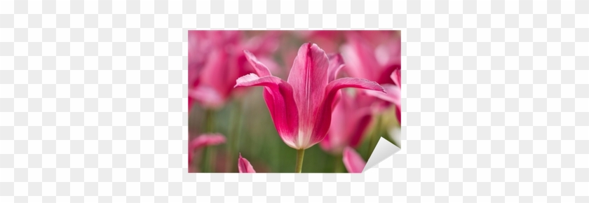 Vinilo Pixerstick Rosa Flor De Tulipán En El Fondo - Flower #1286053