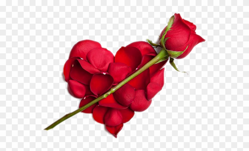 Red Rose Love Symbol #1286056
