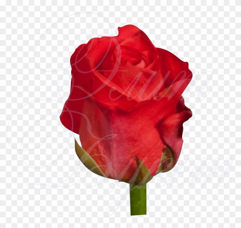 Уральская Роза «дарк Вау» 50 См - Garden Roses #1286059