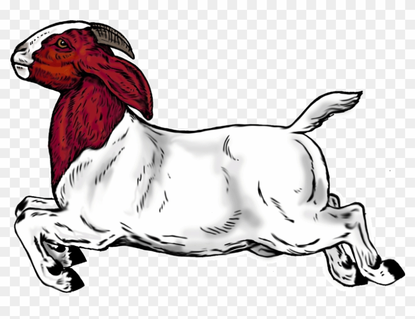 Drawn Goat Boer Goat - Boer Goats #1286069
