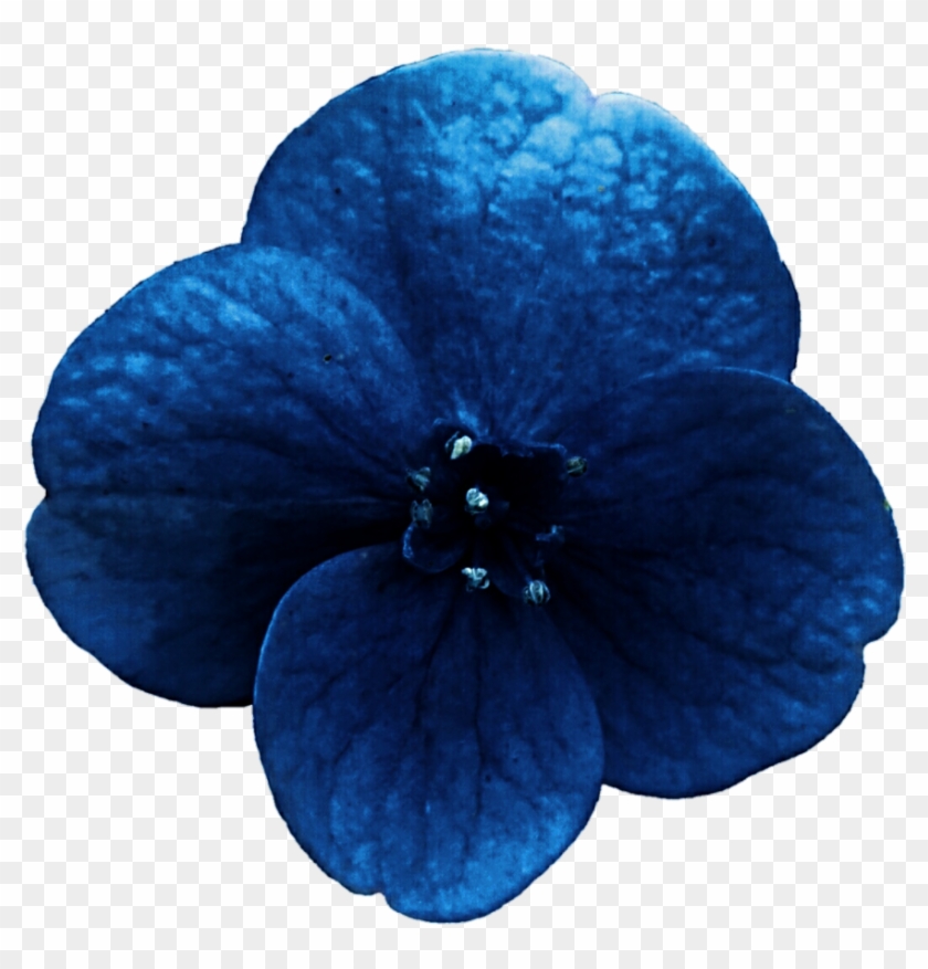 Midnight Blue Hydrangea By Jeanicebartzen27 - Chocolote Cosmos #1286623