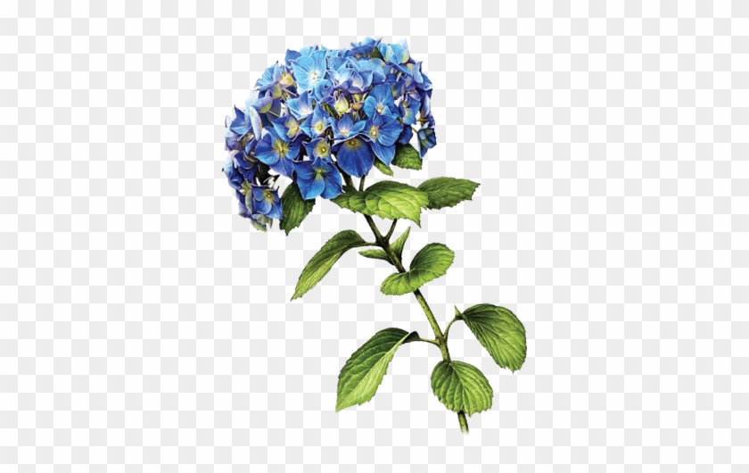 Blue Hydrangea By Kmygraphic - Clip Art #1286625