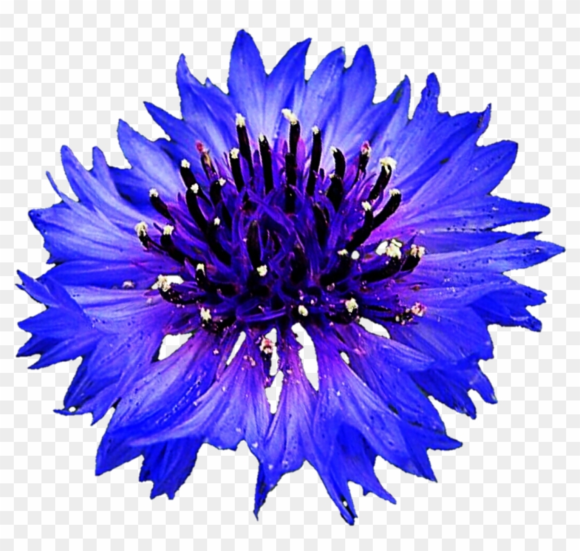 Blue Bachelor Button By Jeanicebartzen27 Blue Bachelor - Blue Cornflower #1286630