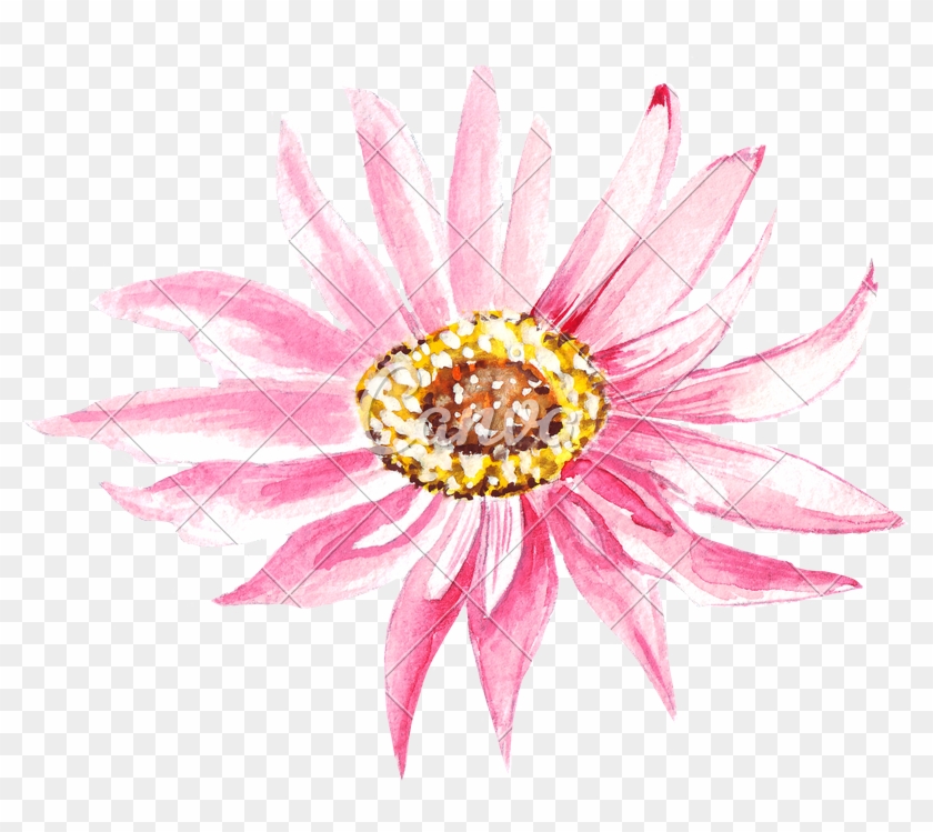 Hand Drawing Of Watercolor Pink Flower Photos By Canva - Manchas De Acuarela Png #1286824