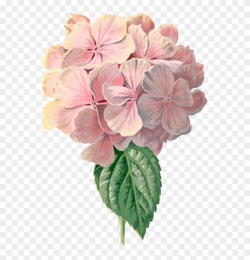 Basically, I Love Flower Drawings - Vintage Hydrangea Png #1286825