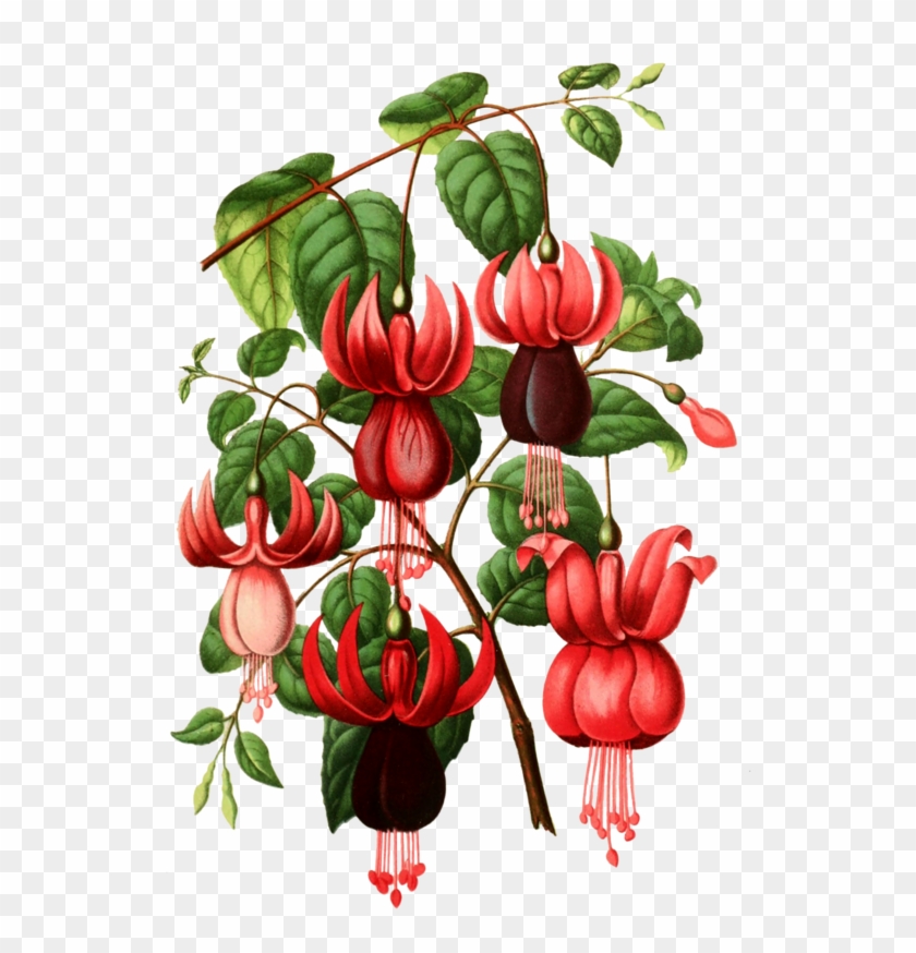 Botanical Illustration Botany Drawing Illustration - Illustration #1286839