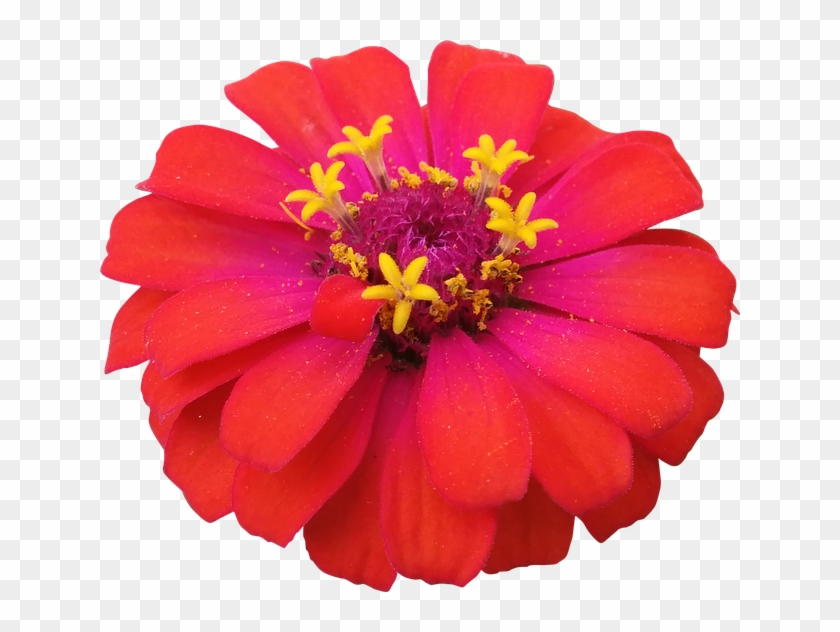 Flower, Red, Zinnia, Nature, Flowers Isolated - Zinnia Png #1286870