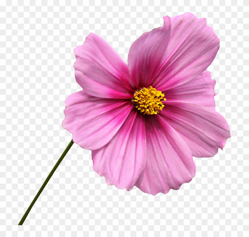 Free Flower Graphics - Flor En Png #1286873