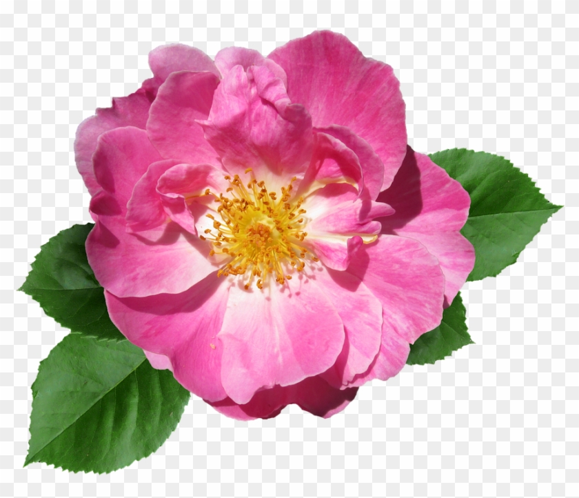 Rose, Pink, Flower, Summer, Garden, Bloom - Transparent Pink Flower #1286876